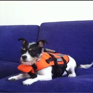 Outward Hound Bright Orange Dog Harness